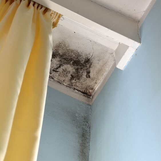 Black Mold Black Mold