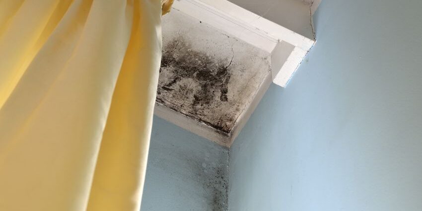 Black Mold Black Mold