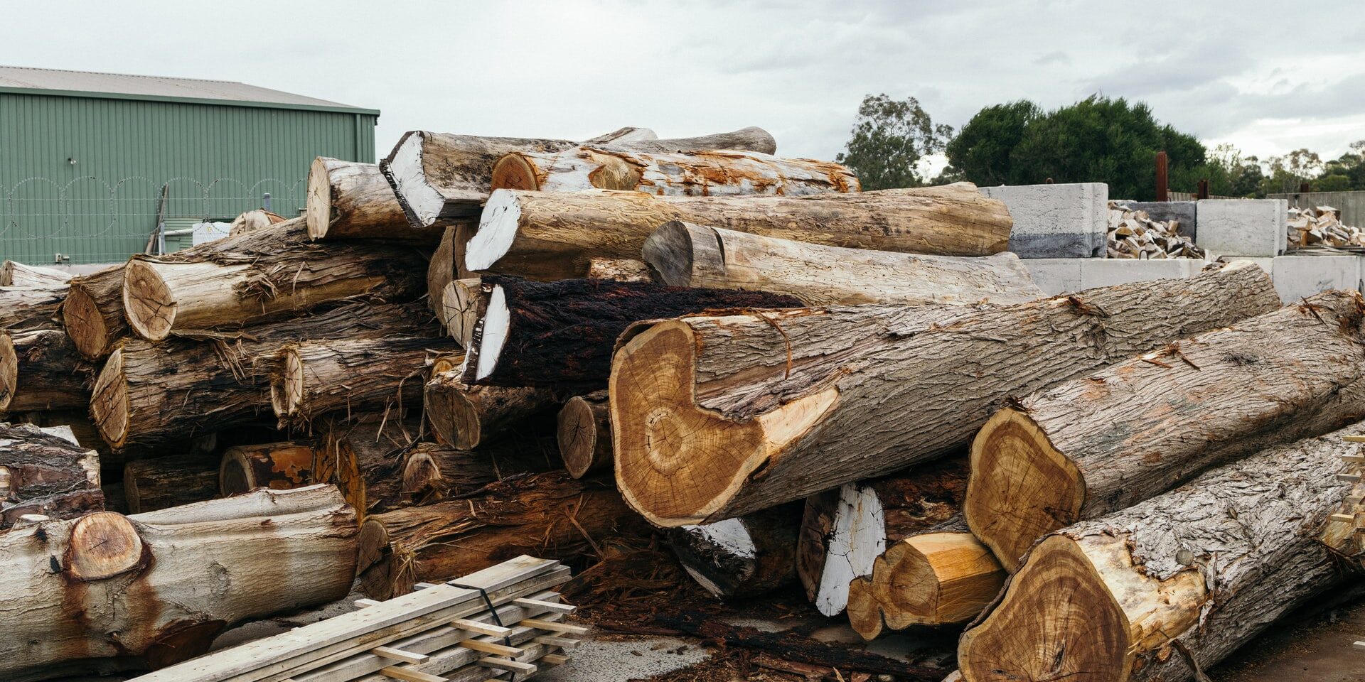 pile of raw logs